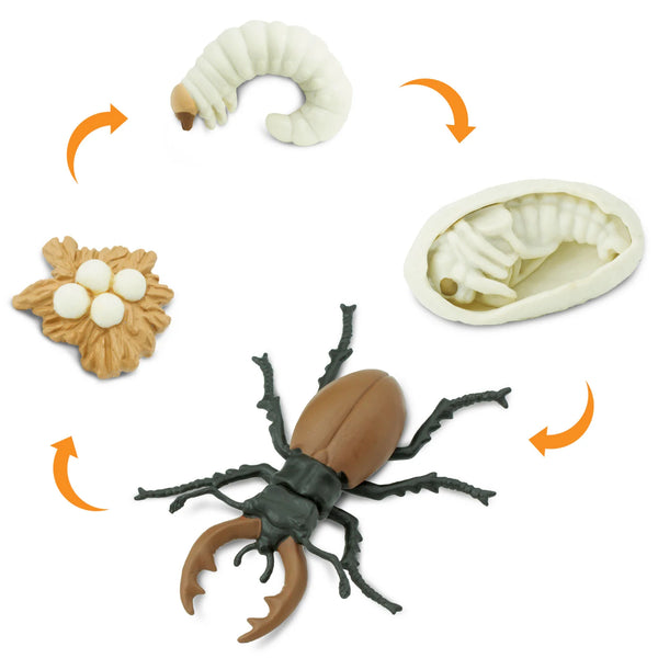 SAFARI - Life Cycle of a Stag Beetle