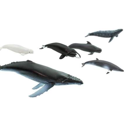 SAFARI - Whales TOOB