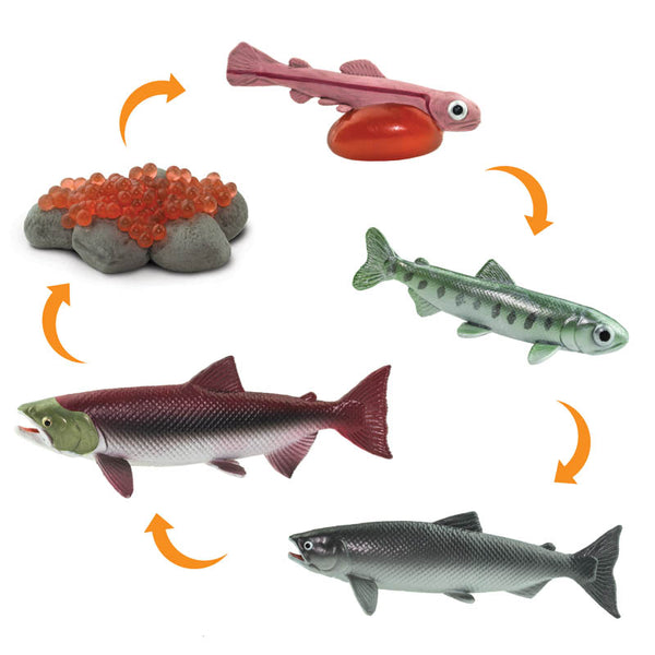 SAFARI - Life Cycle of Salmon