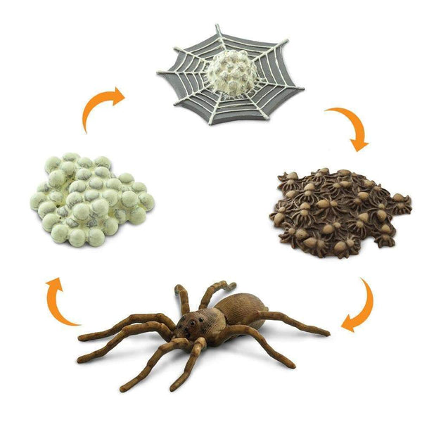 SAFARI - Life Cycle of a Spider