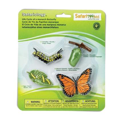 SAFARI - Life Cycle of a Monarch Butterfly