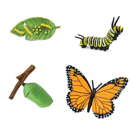 SAFARI - Life Cycle of a Monarch Butterfly