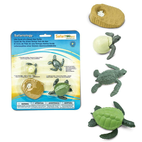 SAFARI - Life Cycle of a Green Sea Turtle