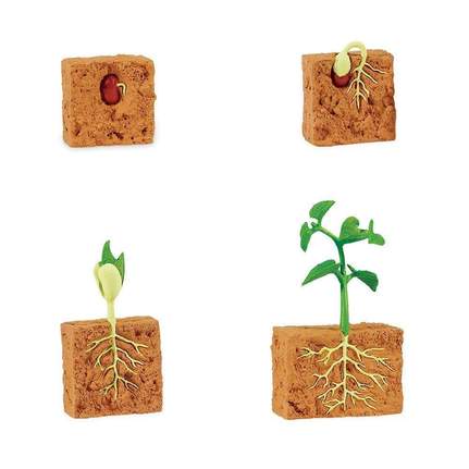 SAFARI - Life Cycle of a Green Bean Plant