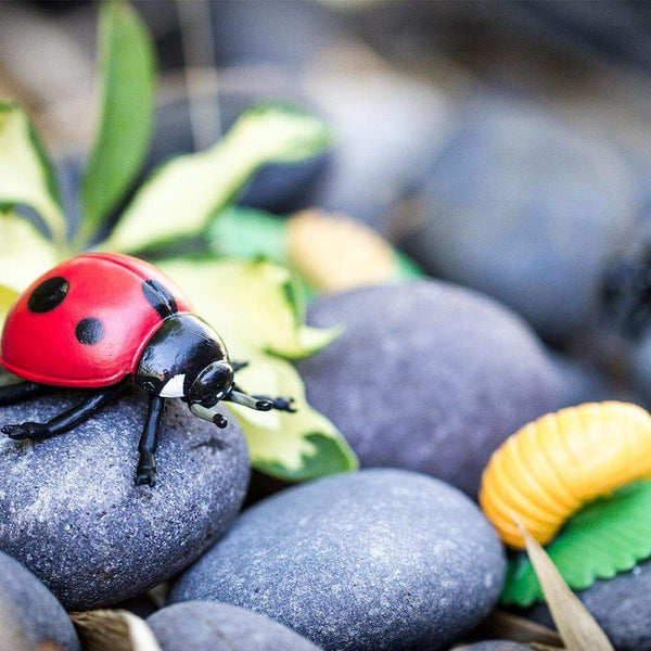 SAFARI - Life Cycle of a Ladybug