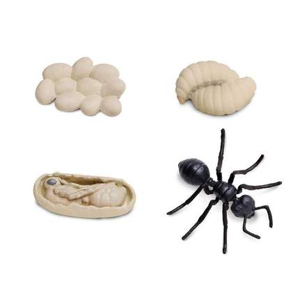 SAFARI - Life Cycle of an Ant
