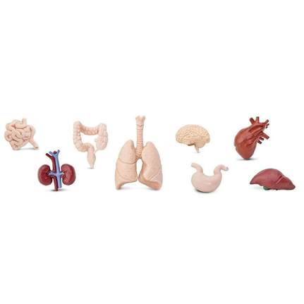 SAFARI - Human Organs TOOB