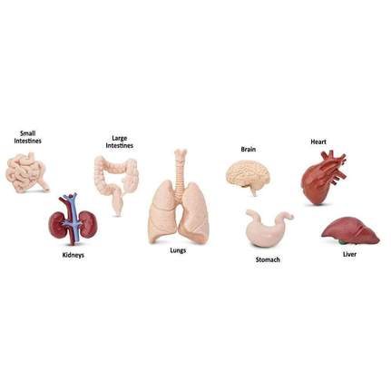 SAFARI - Human Organs TOOB
