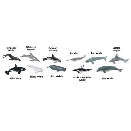 SAFARI - Whales & Dolphins TOOB